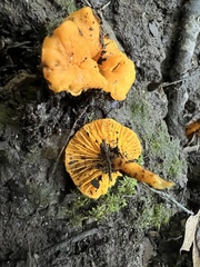 Cantharellus minor