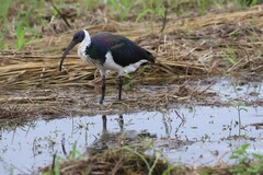 Threskiornis spinicollis