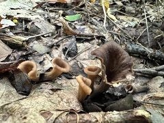 Craterellus caeruleofuscus