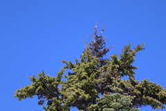 Coccothraustes vespertinus