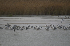 Ichthyaetus ichthyaetus