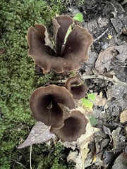 Craterellus caeruleofuscus