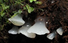 Pseudohydnum orbiculare