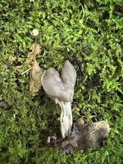 Helvella lacunosa