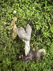 Helvella lacunosa