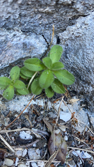 Cerastium glomeratum
