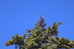 Coccothraustes vespertinus