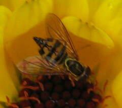 Toxomerus occidentalis