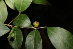 Cleistanthus cunninghamii
