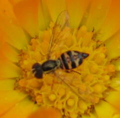 Toxomerus occidentalis