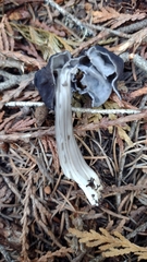 Helvella vespertina