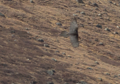 Gypaetus barbatus barbatus