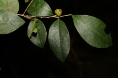 Cleistanthus cunninghamii
