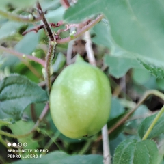 Passiflora bryonioides