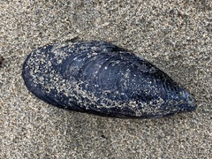 Mytilus edulis