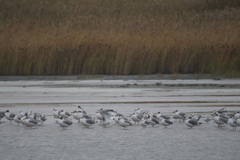 Ichthyaetus ichthyaetus