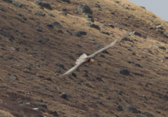 Gypaetus barbatus barbatus