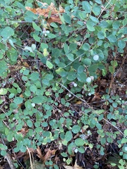 Symphoricarpos mollis