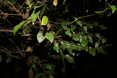 Cleistanthus cunninghamii