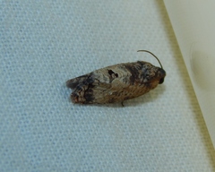 Cryptophlebia peltastica