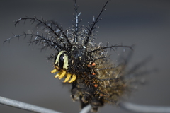 Hemileucinae