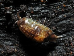 Styloniscus