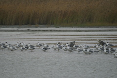 Ichthyaetus ichthyaetus