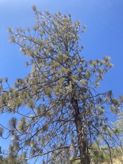 Pinus coulteri