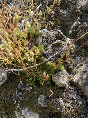 Saxifraga