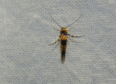 Stathmopoda luminata