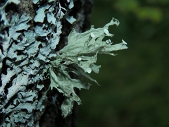 Ramalina sinensis
