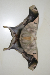 Titaea timur