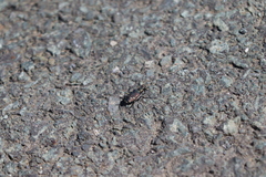 Cicindela depressula