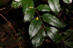 Daphnandra apatela