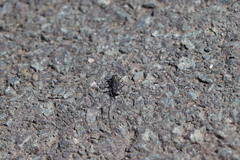 Cicindela depressula
