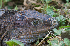Iguana iguana