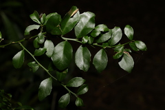 Citrus australasica