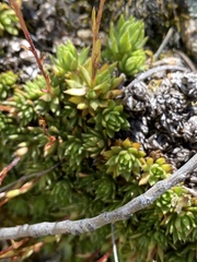 Saxifraga