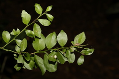 Citrus australasica
