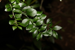 Citrus australasica