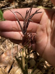 Actinostachys confusa