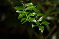 Citrus australasica