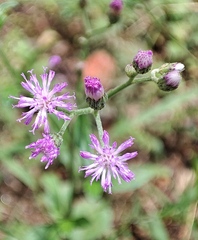 Cyanthillium cinereum