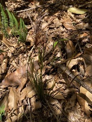 Actinostachys confusa