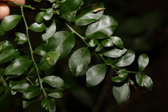 Citrus australasica