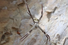 Argiope aetherea
