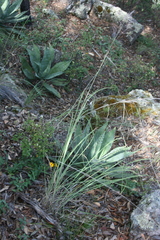 Muhlenbergia lindheimeri
