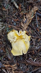 Cantharellus cascadensis