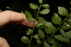 Citrus australasica