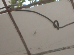 Conocephalus maculatus